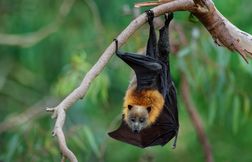 Les animaux étranges des forêts humides Gondwana de l’Australie