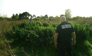 Les policiers ont découvert 1.200 pieds de cannabis au nord-ouest de Toulouse, le 16 septembre 2019.