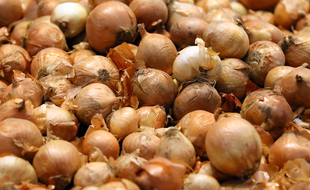 Des oignons (illustration).