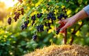 Juillet, le mois-clé pour des cassis irrésistibles : testez cette astuce naturelle qui change tout