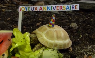La tortue albinos de la Vallée des tortues.