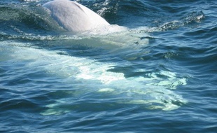 Le brise-glace russe qui doit libérer des glaces une centaine de baleines bélugas mettra au moins trois jours à se rendre dans cette zone de la Tchoukotka (Extrême-orient russe), ont indiqué les autorités locales, qui estiment que les cétacés peuvent survivre jusqu'en janvier.