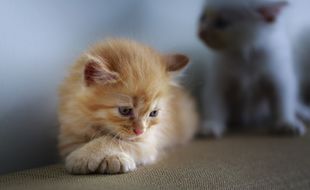 Un chaton (Illustration)