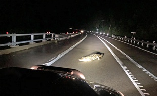 Un automobiliste australien a eu la surprise de rencontrer un crocodile sur la route, dans le nord du Queensland, le 30 janvier 2019.