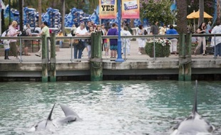 Des visiteurs regardent des orques dans un bassin de Seaworld à orlando, en Floride, le 24 février 2010