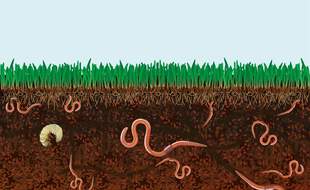 Est-ce que les vers sortent la tête de la terre pour respirer ?