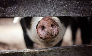 Illustration d'un porc.