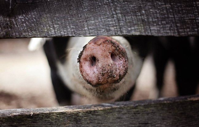 Chine : A cause de la peste porcine, les habitants se tournent vers le chien et le lapin pour se nourrir