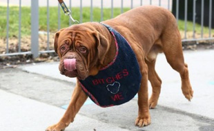 La chienne retrouvée enterrée vivante est un dogue de Bordeaux semblable à celui-ci participant le 10 mars à un concours à Birmingham