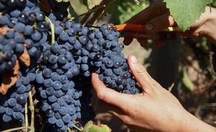 Pour du bio comme du biodynamique, pas question d'utiliser des produits chimiques.