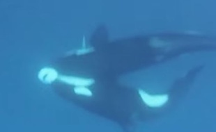 Capture d'écran d'une vidéo de Barcroft TV dans laquelle on voit trois orques attaquer et dévorer un requin.
