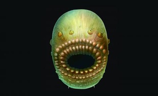 Selon les chercheurs, Saccorhytus est le plus ancien deuterostomien connu à ce jour. Et du même coup, du plus vieil ancêtre préhistorique des humains.