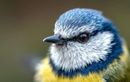 Saviez-vous que ce produit du quotidien pouvait faire venir autant d’oiseaux au jardin ?