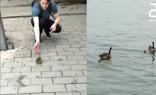 Ils aident cet oiseau à retrouver sa famille - Le Rewind