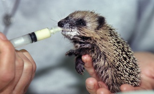 Les Japonais peuvent désormais caresser ces petites créatures moyennant 1.000 yens (8 euros).