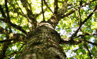 Environ 60.000 arbres vont être plantés d'ici 2022 dans la forêt de Ploërdut dans le Morbihan.