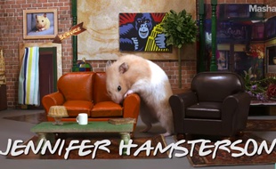 Le générique de «Friends» parodié avec des hamsters.