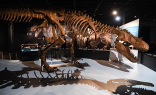 Un squelette de T-Rex exposé à New York