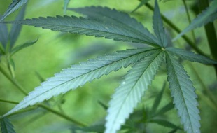 Des plants de cannabis dans un jardin de Cologne, le 15 juillet 2014