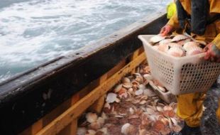 Un marin-pêcheur lors d'une journée de pêche à la coquille Saint-Jacques dans la baie de Saint-Brieuc le 3 décembre 2008.