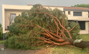 Un arbre couché après les violents orages survenus le 17 juin en Haute-Garonne, dans le secteur de Verfeil.