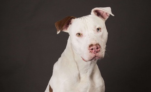 Illustration: Un American Staffordshire Terrier.