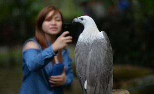Une visiteuse prend en photo un aigle à la fondation philippine pour les aigles à Davao le 17 février 2016