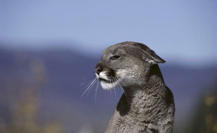 Un cougar.