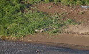 Un crocodile vu sur les berges de la rivière La Lézarde, en Martinique.