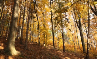 Avec ses couleurs flamboyantes et ses températures douces, l'automne est la saison préférée des poètes et des amoureux de la nature.