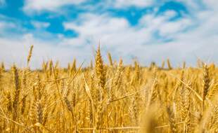 La modification génétique des céréales pourrait avoir été un processus naturel en place bien avant l'apparition de l'agriculture