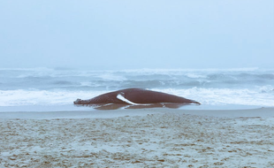 Une baleine échouée (illustration).