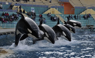 Spectacles d'orques à Marineland (Antibes) en mars 2012.