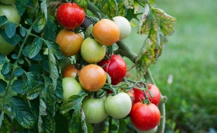 Le mouvement écolo-gastronomique Slow Food va dans les prochaines années multiplier par dix à 10.000 sites le nombre de potagers qu'il gère en Afrique, pour lutter contre la faim et la pauvreté en préservant la biodiversité du continent.