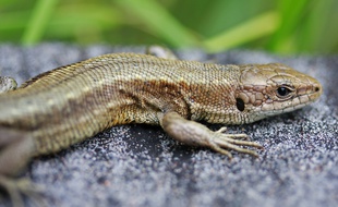 Un lézard vivipare. (Photo illustration)