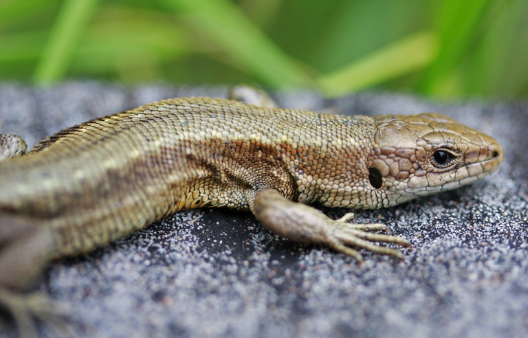 Un Vieil Ancetre Des Lezards Et Des Serpents Decouvert Par Des Chercheurs Un Vieil Ancetre Des Lezards Et Des Serpents Decouvert Par Des Chercheurs