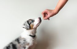 Éduquer son chien : les compétences de base