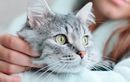 Votre animal peut-il sentir que vous êtes enceinte ?
