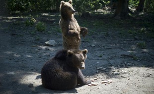 Des ours dans le centre de Libearty en Roumanie le 26 juin 2015