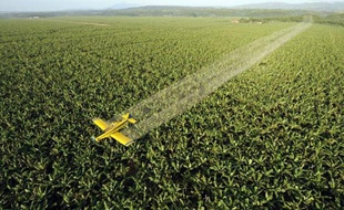 Plusieurs producteurs de pesticides ont bénéficié, depuis 2008, d'une singulière procédure européenne permettant de maintenir leurs produits sur le marché malgré les lacunes dans les données sur leur innocuité pour l'environnement et la santé, selon deux ONG