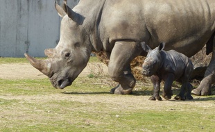 Ce petit rhinocéros blanc est né à Peaugres en Ardèche le 11 mars 2015