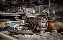 « Terrifiés, affamés », Les animaux, victimes oubliées de la guerre en Ukra…