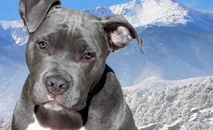 Un American Staffordshire Terrier. Illustration.