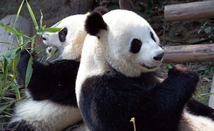 Les pandas Yuanzi et Huanhuan arrivent le 15 janvier 2012 au zoo de Beauval, dans le Loir-et-Cher.