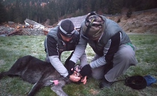 Un loup noir du Canada capturé par des agents de l'Office français de biodiversité début novembre