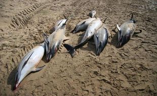 Dauphins échoués sur la plage de Cap-Breton en février 2013