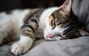 Pourquoi votre chat choisit toujours le même coin pour dormir : l’explication qui surprend