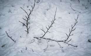 De la neige (illustration)