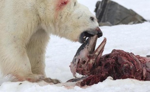Un ours polaire dévore un dauphin à nez blanc dans le fjord Raudfjorden, dans l'archipel norvégien du Svalbard (Spitzberg), le 2 juillet 2014