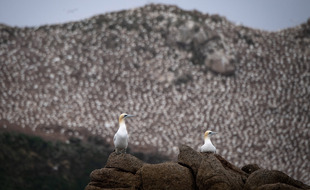 L'archipel des Sept-Iles abrite la quasi-totalité de la population de fous de Bassan en France.